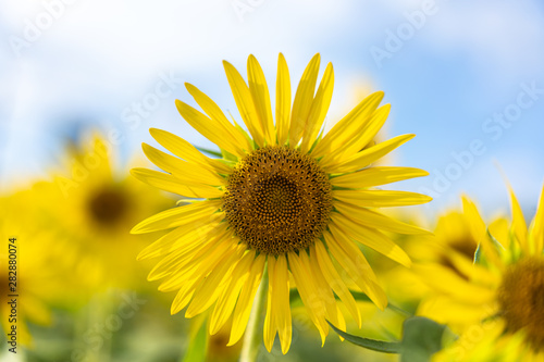 sunflower in garden