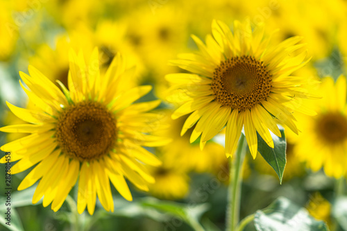 sunflower in garden