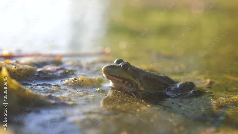 Green frog in the pond in lifestyle a swamp. Rana Esculenta . frog on nature in water. wild animal concept Green frog in the pond in lifestyle a swamp. Rana Esculenta . frog on nature in water. wild animal concept