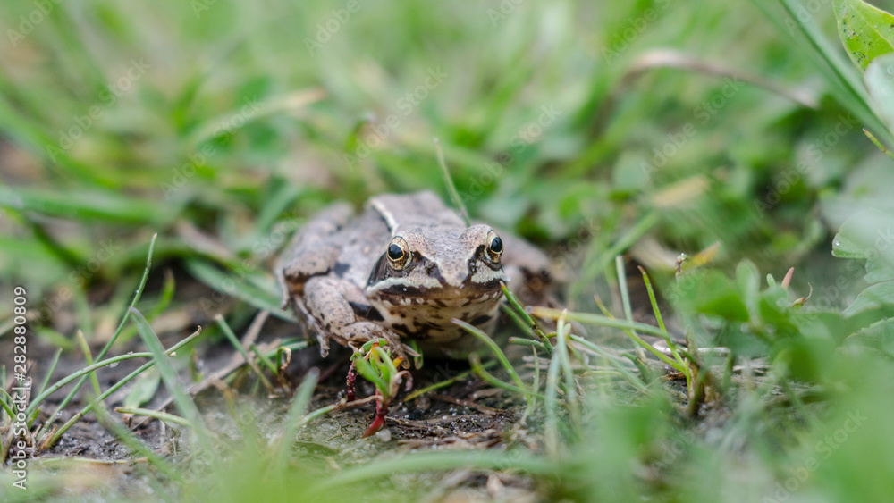 Brown toad in the green grass. Macro photo. Brown toad in the green grass. Macro photo.
