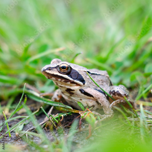 Brown toad in the green grass. Macro photo.
