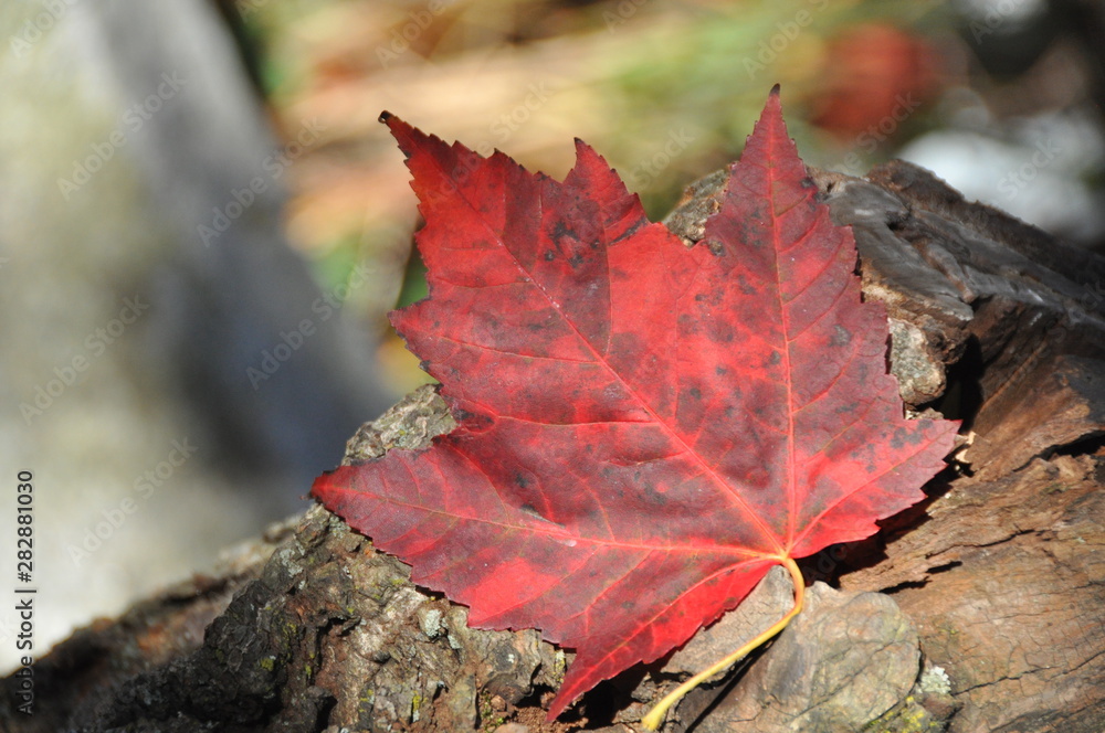 Autumn Red, Autumn Leaf