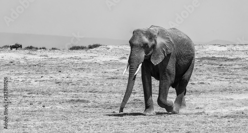 Canvas Print Elephant walking along.