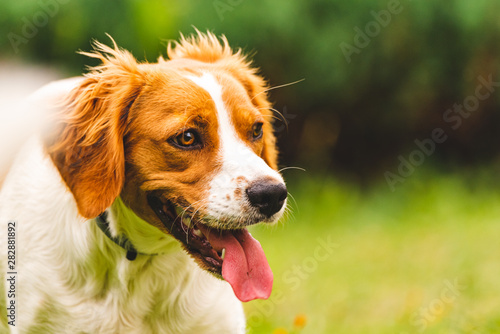 Breton spaniel puppy portrait