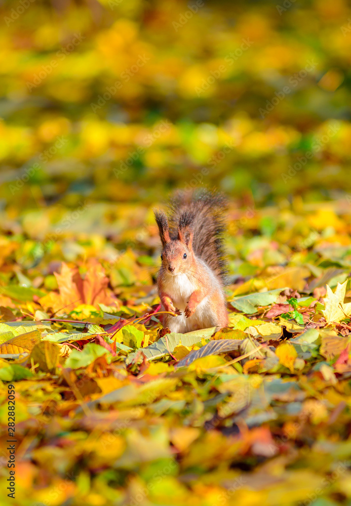 Portrait of cute squirrel sitting on the ground among the many fallen yellow maple leaves in the autumn park in St Petersburg Portrait of cute squirrel sitting on the ground among the many fallen yellow maple leaves in the autumn park in St Petersburg