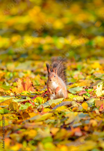 Portrait of cute squirrel sitting on the ground among the many fallen yellow maple leaves in the autumn park in St Petersburg