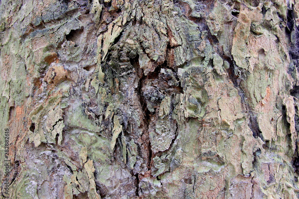 Tree bark texture. natural backgrounds, textures Tree bark texture. natural backgrounds, textures