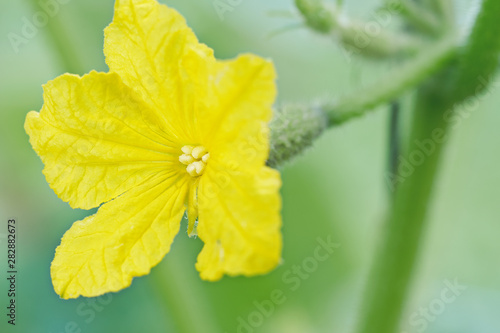 Young little cucumber with yellow flower growing on the branch in country greenhouse