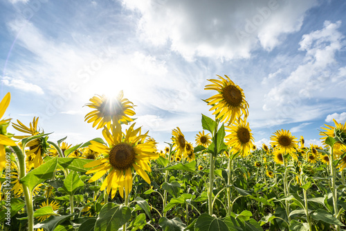 sunflower in garden