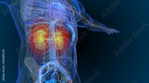 3d rendered illustration of  kidney disease 3D illustration