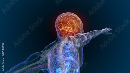 3d rendered illustration of  brain tumor and brain disease 3D illustration