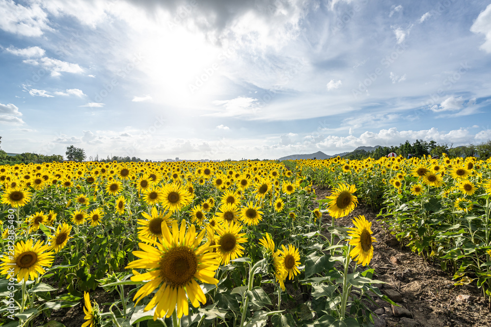Obraz premium sunflower in garden