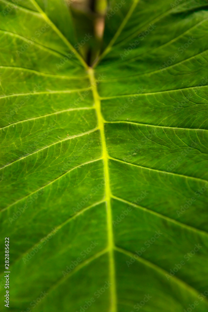 Fresh green leaf texture Fresh green leaf texture