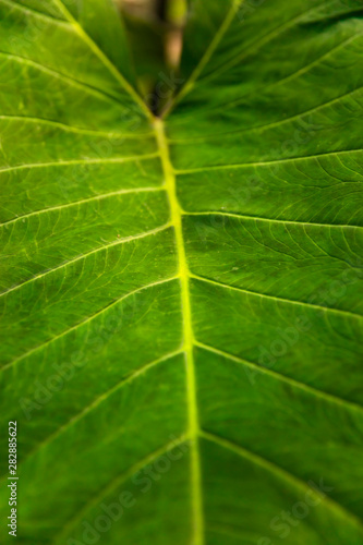 Fresh green leaf texture