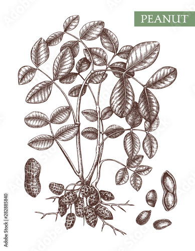 Peanut vector illustrations. Hand drawn plant with leaves, roots, nuts. Healthy food sketch. Organic vegetarian product. Perfect for recipe, menu, label, packaging,