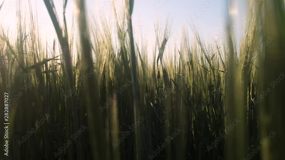 beautiful dawn in the field of green wheat. the camera moves through the plants and rises to the morning sky and the sun. Soft light and bokeh. beautiful dawn in the field of green wheat. the camera moves through the plants and rises to the morning sky and the sun. Soft light and bokeh.