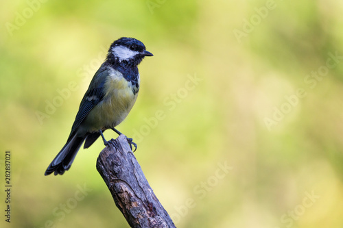 Nice small bird, called Great Tit (parus major) posed over a branch, with an out of focus background