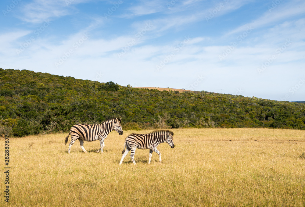 Fototapeta premium zebras in Addo elephant park, South Africa