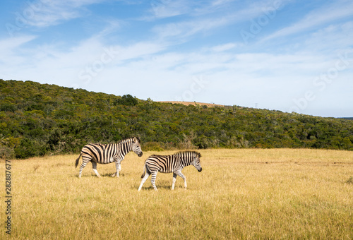 zebras in Addo elephant park  South Africa