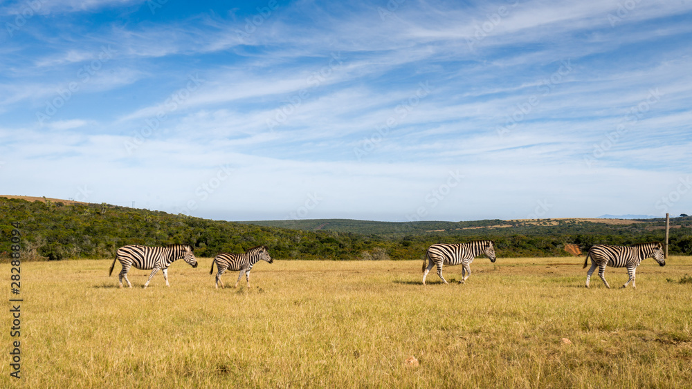 Zebras in Addo elephant park, South Africa Zebras in Addo elephant park, South Africa