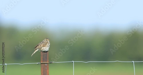 Savannah Sparrow, Passerculus sandwichensis, singing on post 4K photo