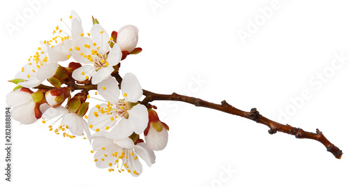 White spring apricot blossom isolated on white photo