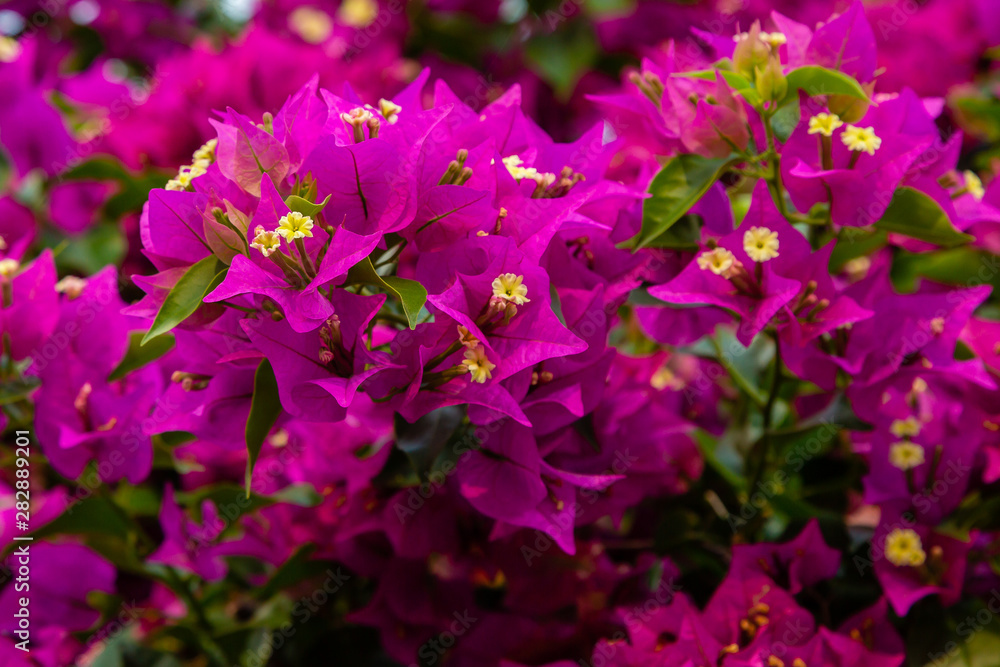 Blooming bougainvillea, лат. Bougainvillea. Purple bougainvillea flowers. Bougainvillea flowers as a background. Floral background