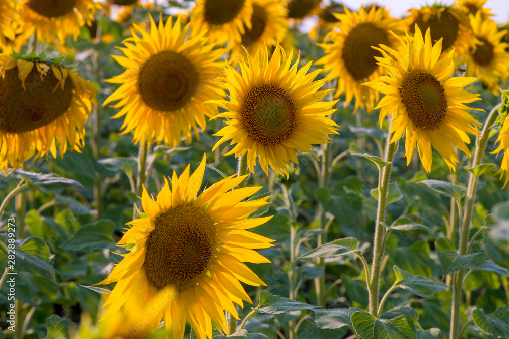 Fototapeta premium field of sunflowers