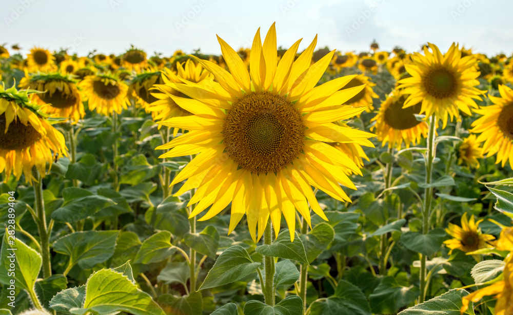 Fototapeta premium A large field of blooming sunflower. Scenic view. Sunflower petals are highlighted by the sun.