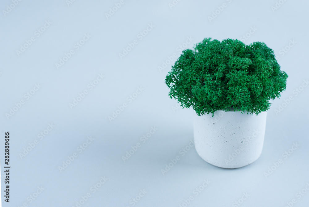 Green freeze-dried sublimated stabilized moss is a home plant in a white concrete pot with glycerin, evergreen. Light gray background for text. Concept 3d of floristry and decoration by plants. Green freeze-dried sublimated stabilized moss is a home plant in a white concrete pot with glycerin, evergreen. Light gray background for text. Concept 3d of floristry and decoration by plants.
