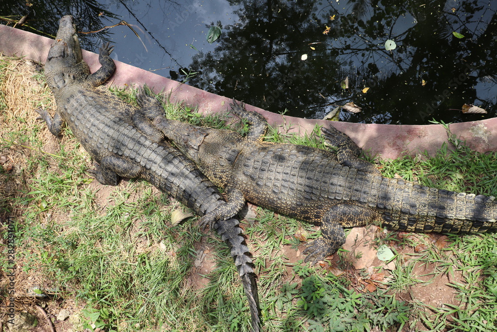 Fototapeta premium Animals