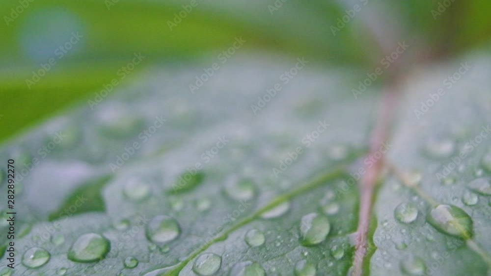 Panoramic macro photography of transparent dew drops on a fresh green leaf. Morning diffuse lighting. The camera moves, the focus changes. Panoramic macro photography of transparent dew drops on a fresh green leaf. Morning diffuse lighting. The camera moves, the focus changes.