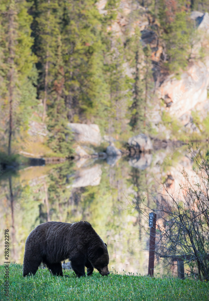 Grizzly bear in the wild Grizzly bear in the wild