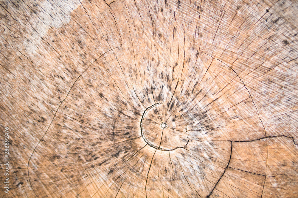 Log End Cut