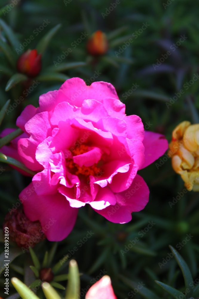 Pink Flower Pink Flower