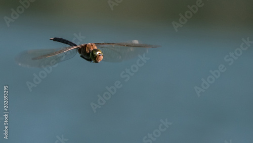 Close up of an emperor dragonfly (Anax imperator) in flight during daytime. 