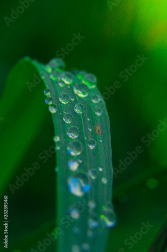 drops water in garden