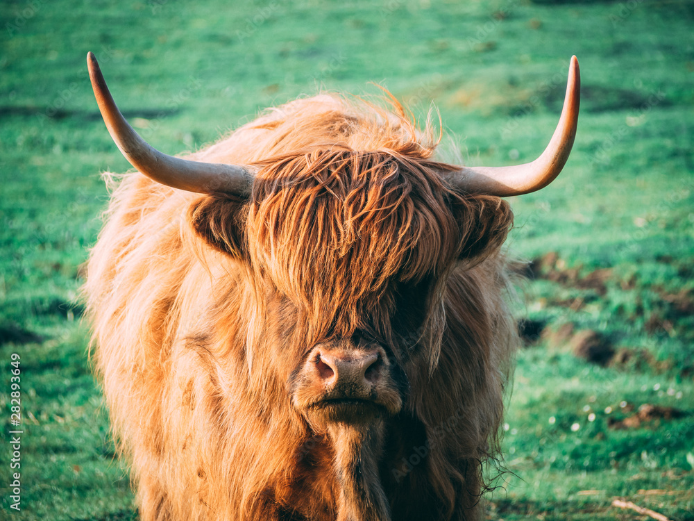 Scottish Cattles in Scottish Highlands Wilderness