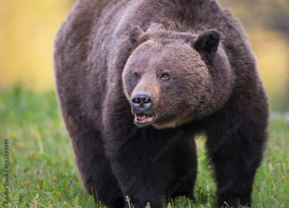 Fototapeta premium Grizzly bear in the wild