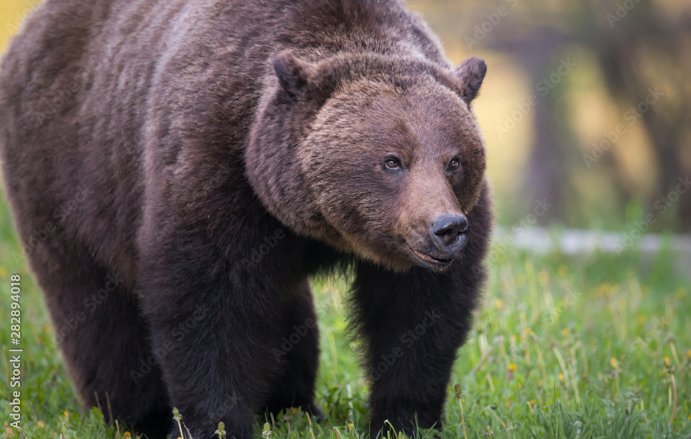 Fototapeta premium Grizzly bear in the wild