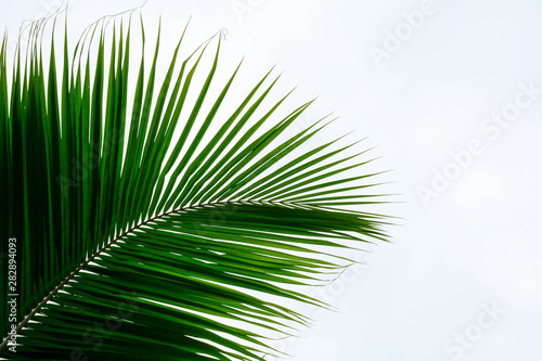 Palm leaves isolated on white