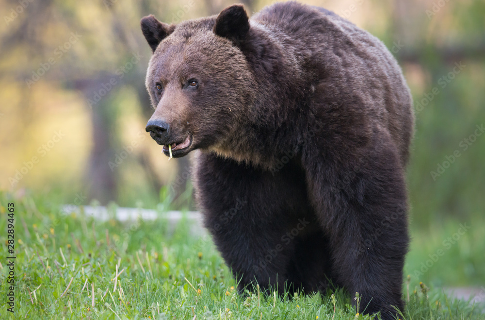 Grizzly bear in the wild