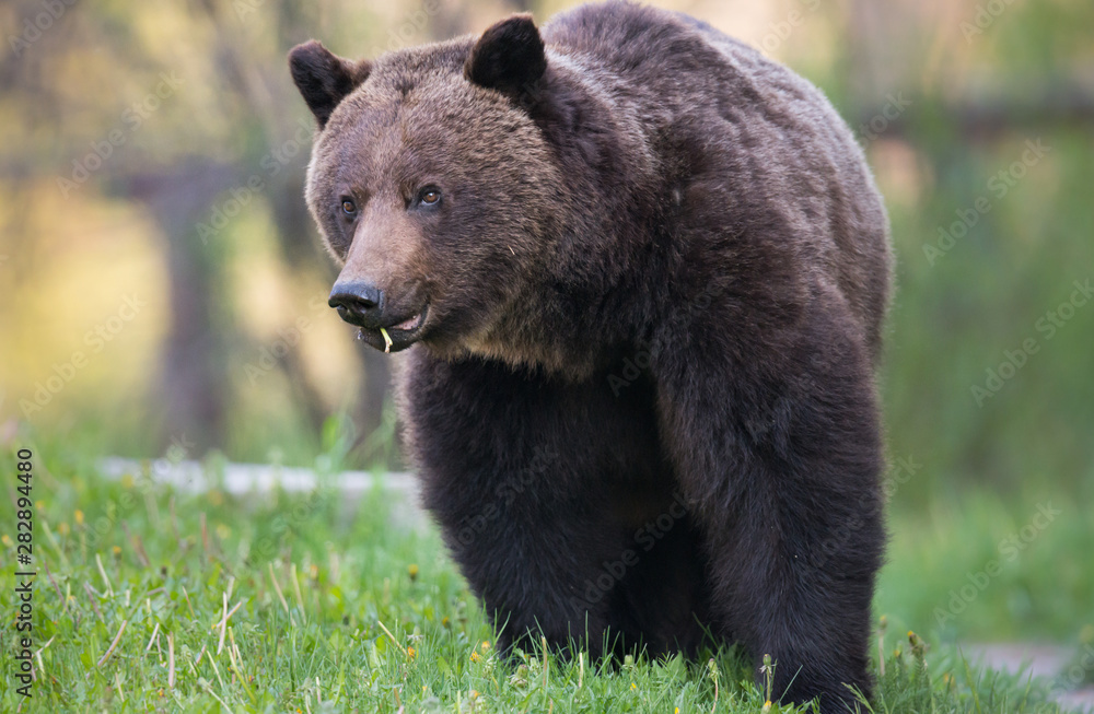 Grizzly bear in the wild