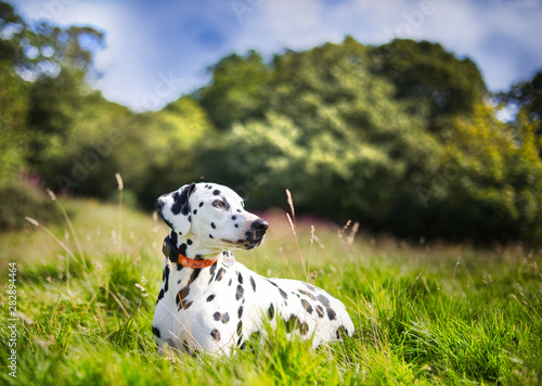 Wallpaper Mural The Dalmatian Torontodigital.ca