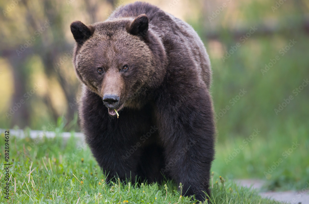 Grizzly bear in the wild Grizzly bear in the wild