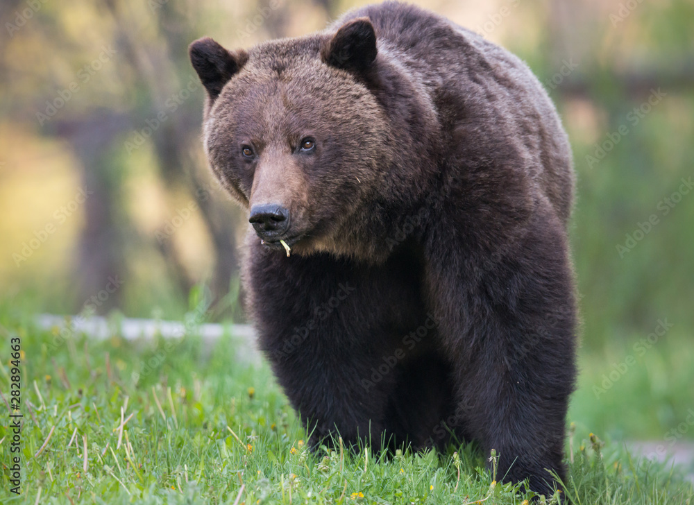 Grizzly bear in the wild