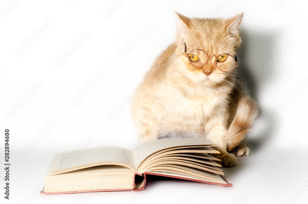red cat in glasses with a book on a white background close up red cat in glasses with a book on a white background close up