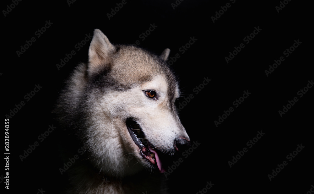 Dog on a black background   Dark tone style