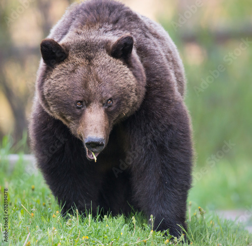 Grizzly bear in the wild © Jillian
