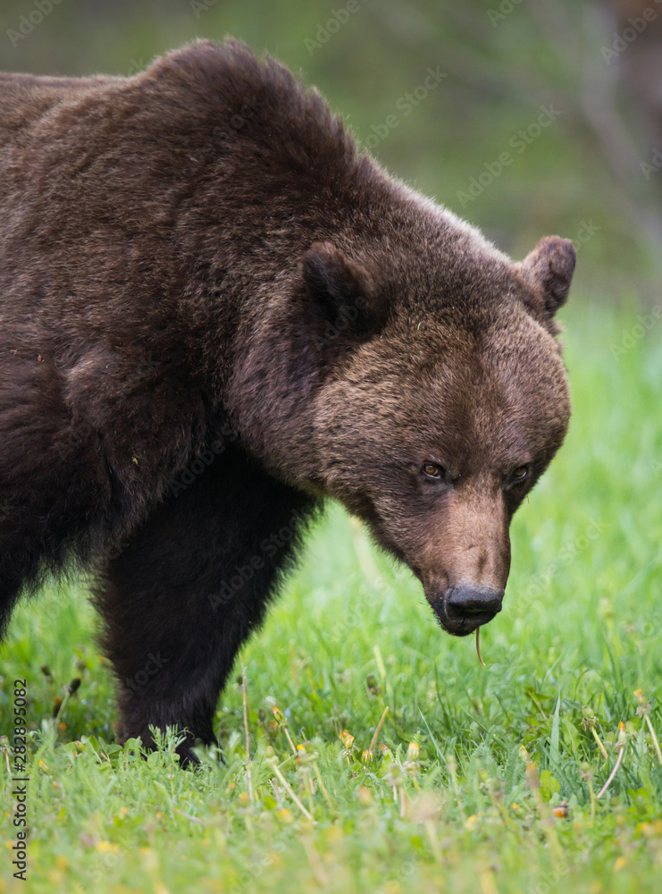 Fototapeta premium Grizzly bear in the wild